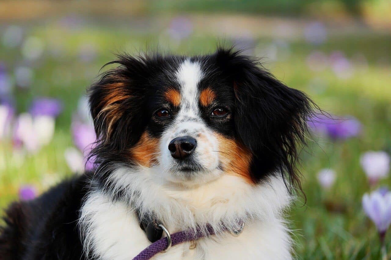 4.australian shepherd 3237735 1280.jpg