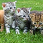 Cat Feeding Web Template
