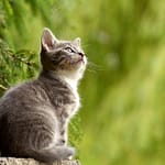 Cat 2083492 1280