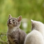 Cat 2273598 1920