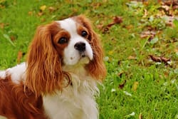 dog-cavalier-king-charles-spaniel-pet-162193-1