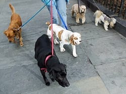 Dog-walking-business-templates