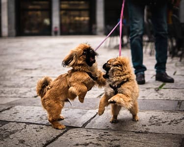 Dog Walking Theme