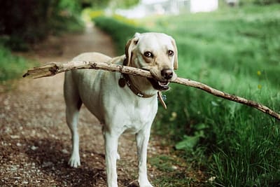 Dog-Care-Web-Template