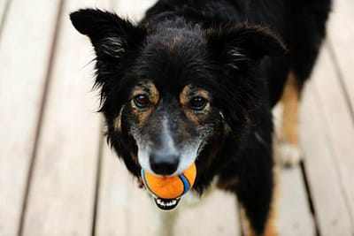 Dog Walking WordPress Template