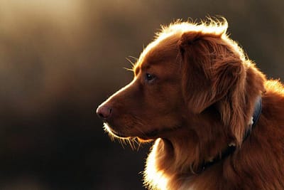 Dog11