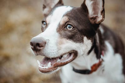 Dog14