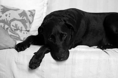 Dog7