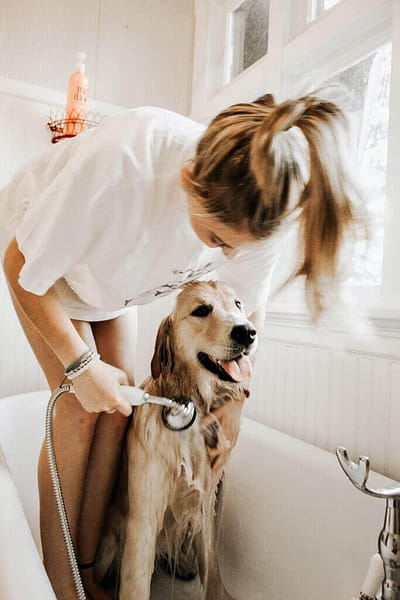 Dog Grooming Website Template