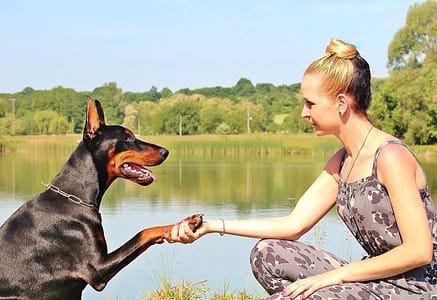 adult-animals-beautiful-275717