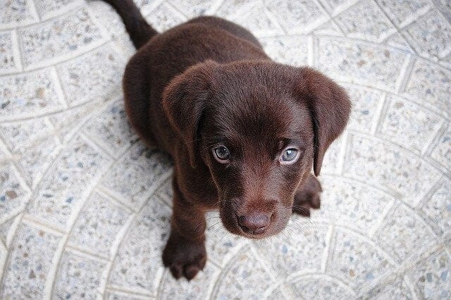Puppy 1082141 640.jpg