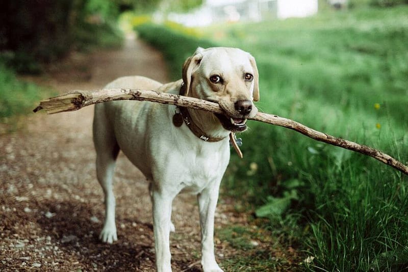 Dog-Care-Web-Template