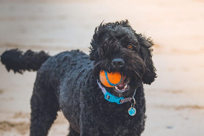 PetCare-Business-Template