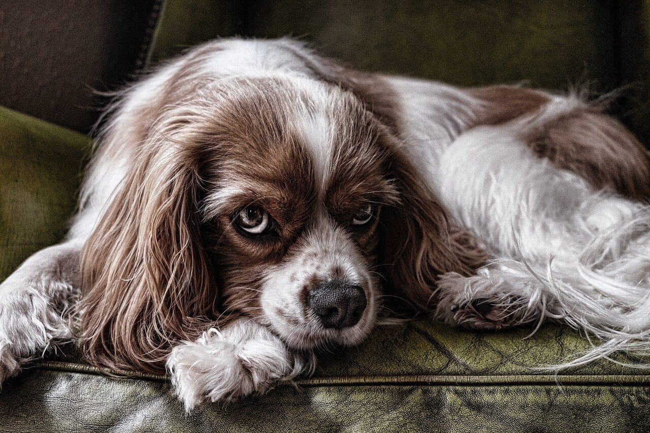 1.dog 2785066 1280.jpg