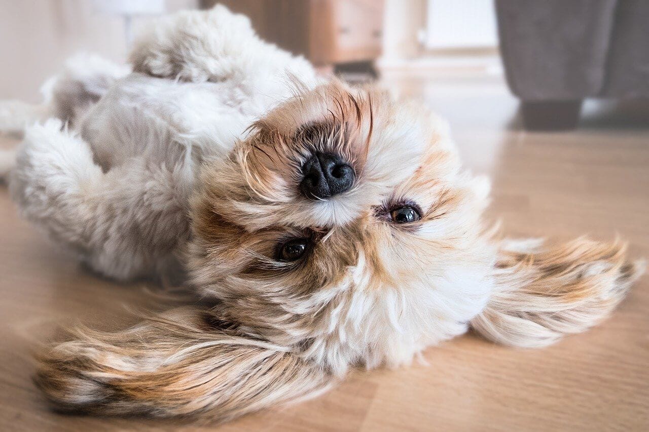 2.dog 2785077 1280.jpg