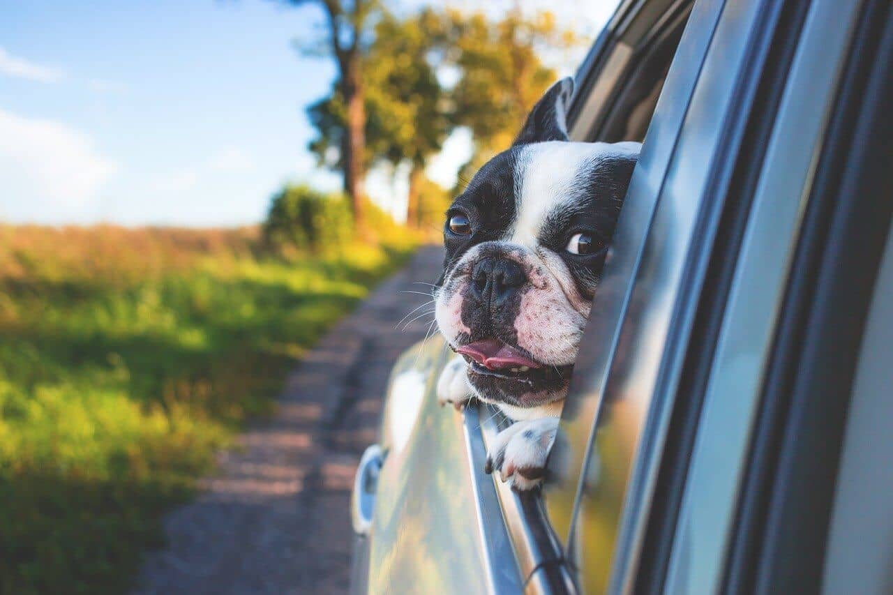 5.adorable 1850465 1280.jpg