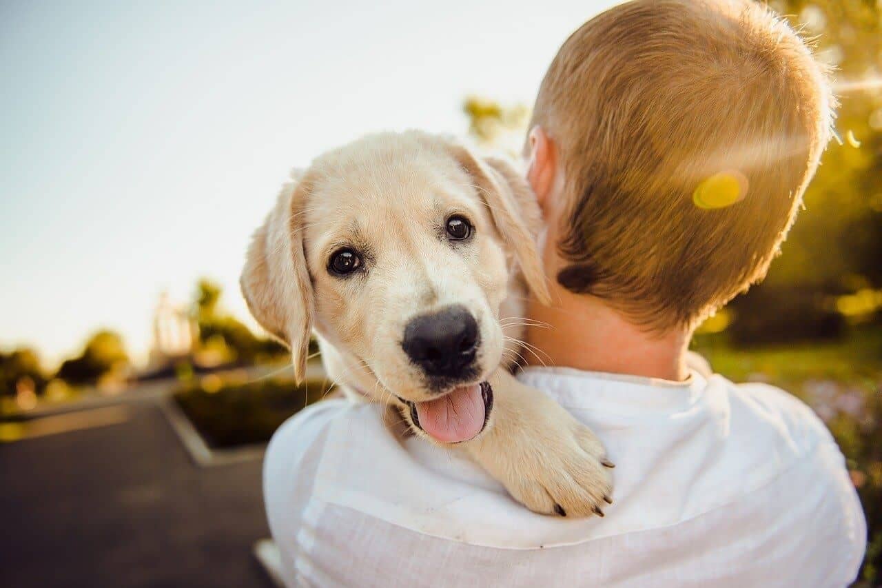 6.adorable 3344414 1280.jpg
