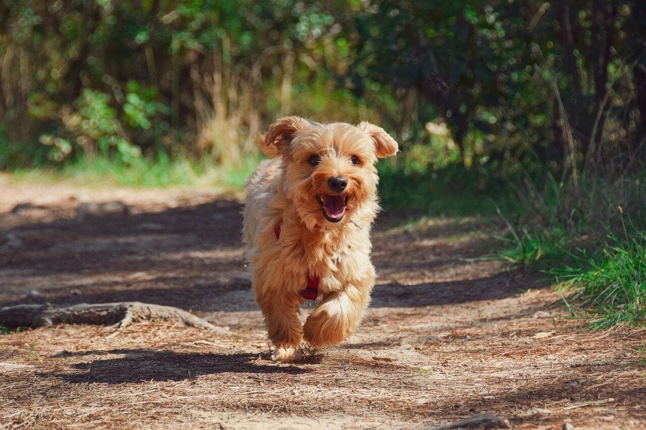 7.dog 4608266 1280.jpg