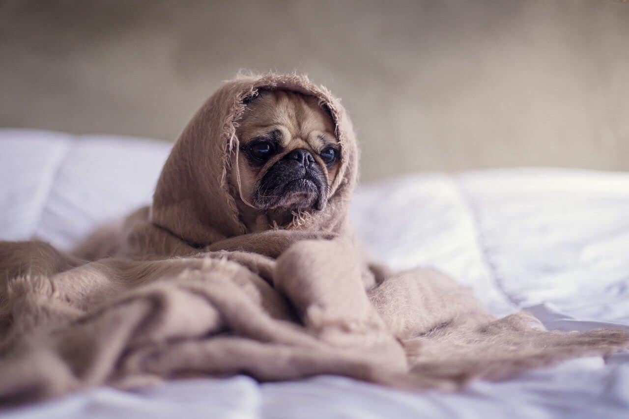 8.pug 1210025 1280.jpg