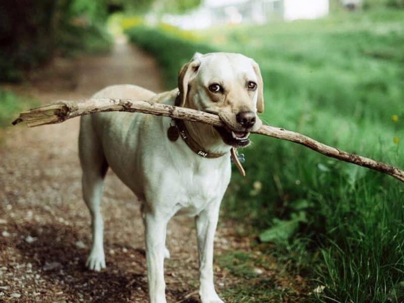 Dog-Care-Web-Template