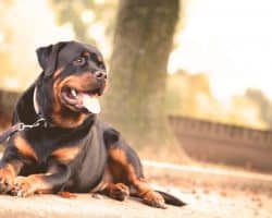 Dog-Walking-Business-Web-Templates