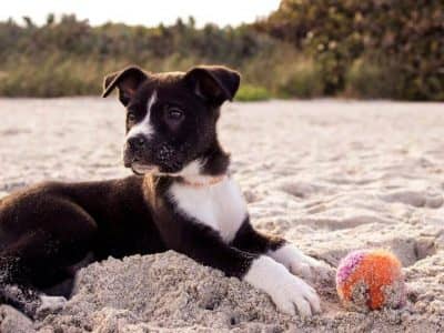 Dog Walking WordPress Templates