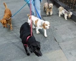 Dog-walking-business-templates