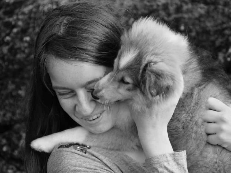 Pet-care-business-web-design