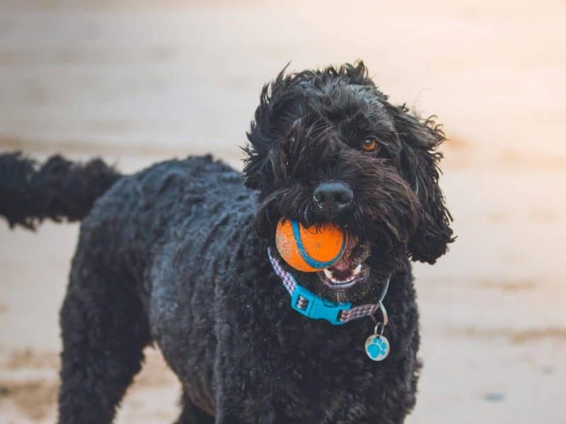 PetCare-Business-Template