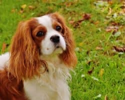 dog-cavalier-king-charles-spaniel-pet-162193-1