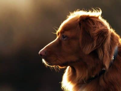 Dog11