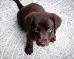 dog17