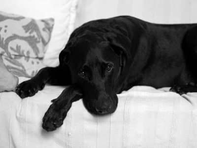 Dog7